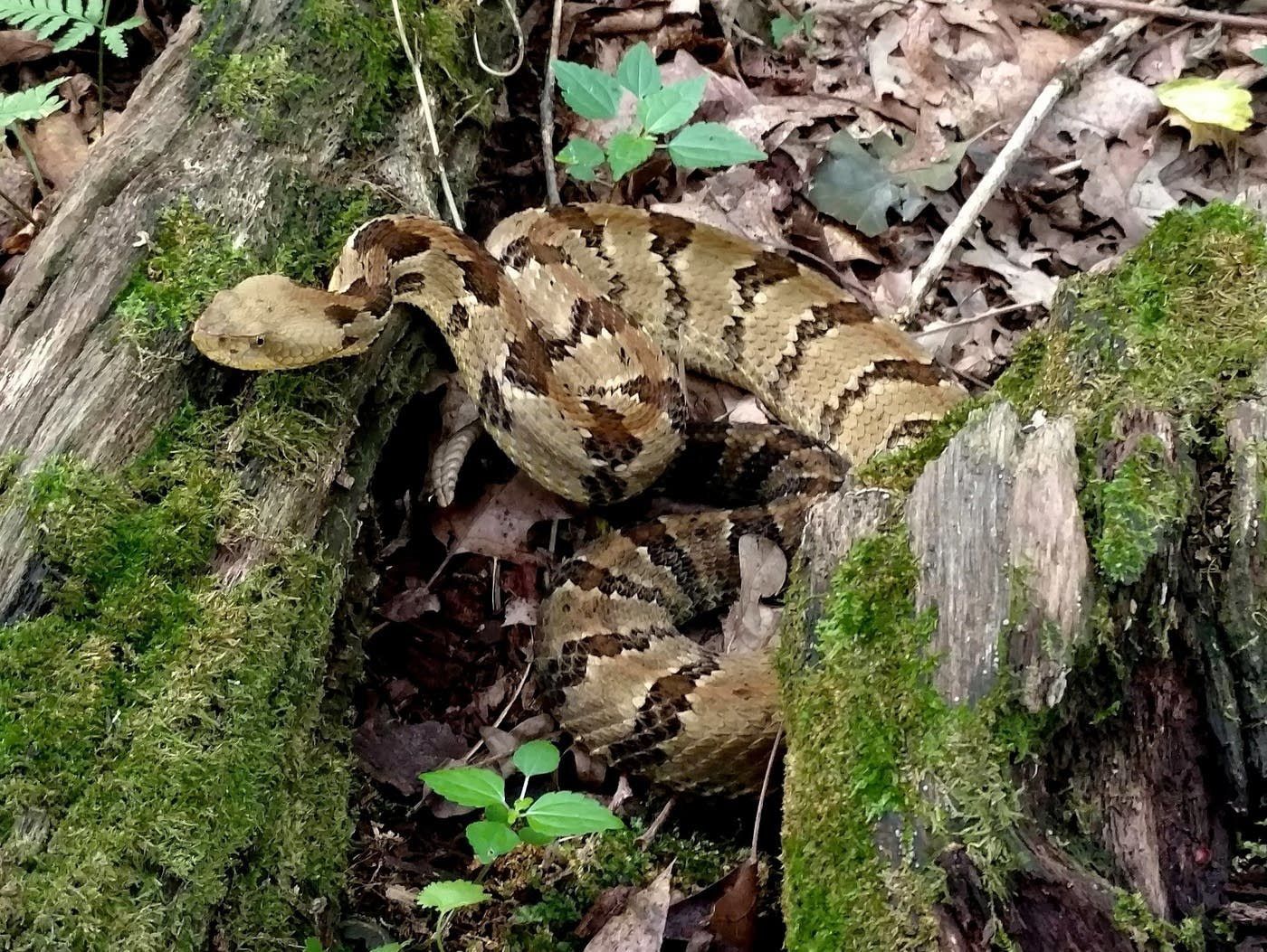 Rattlesnake